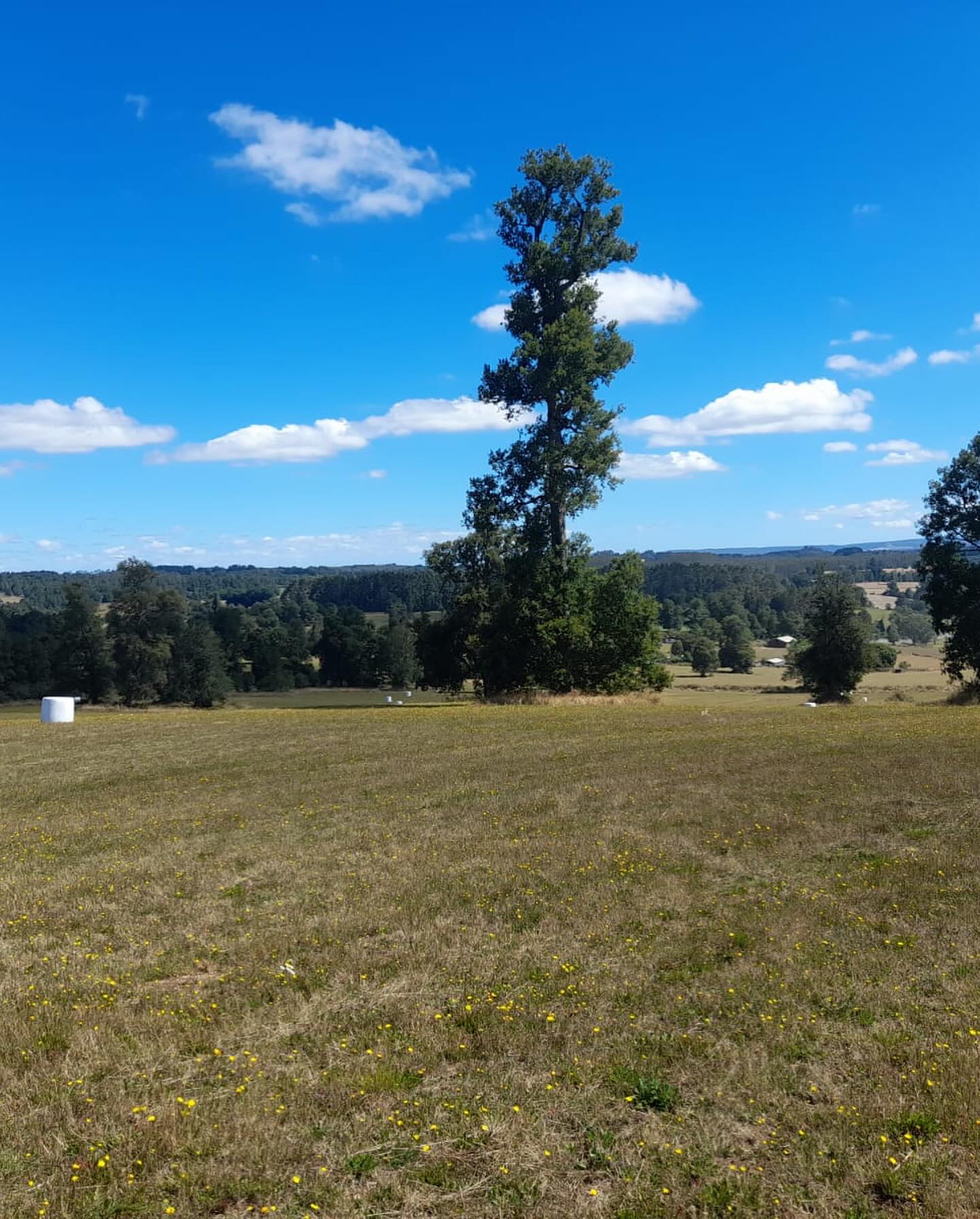 Bosques de Frutillar - Imagen 6
