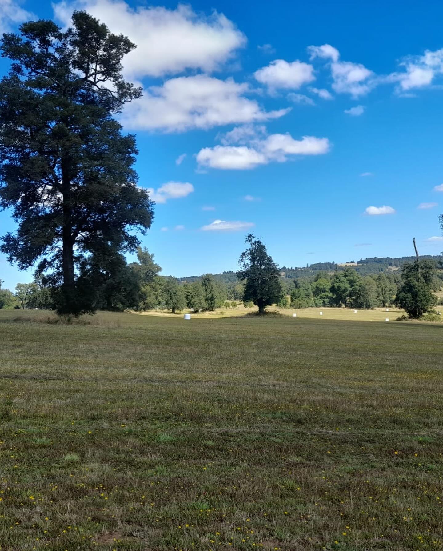 Bosques de Frutillar - Imagen 5