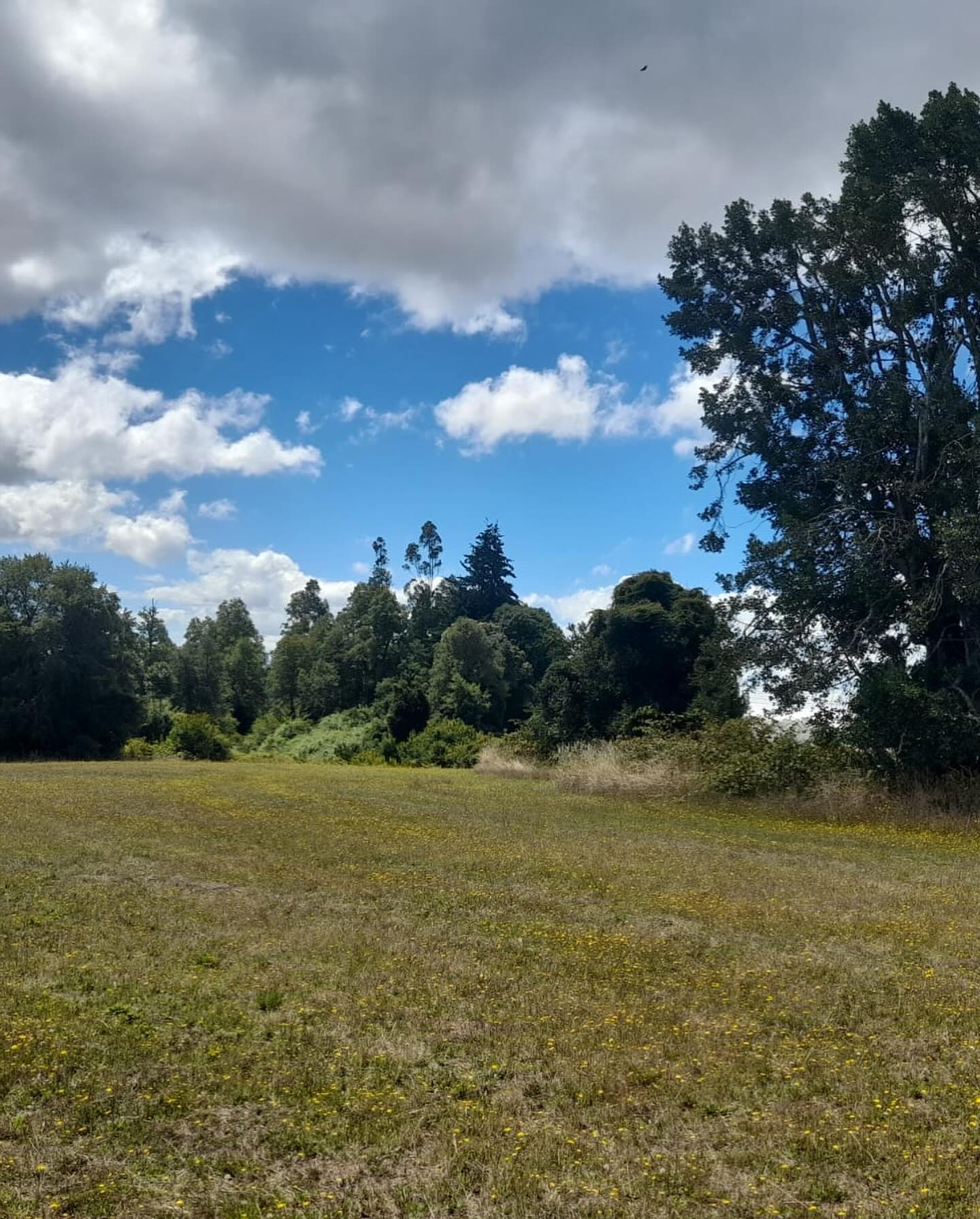 Bosques de Frutillar - Imagen 3